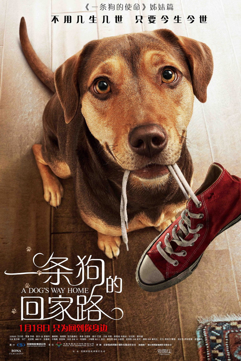 《一条狗的回家路》海报
